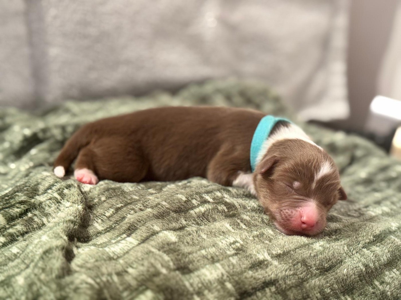 Sur Les Traces De Texas - Chiots disponibles - Berger Australien