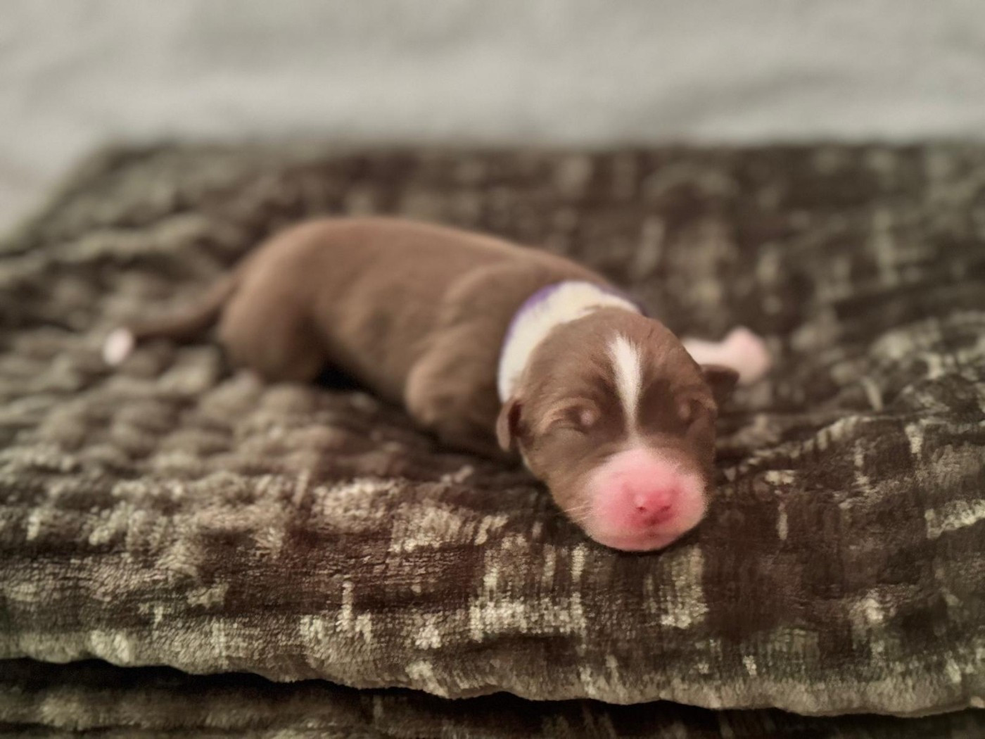 Sur Les Traces De Texas - Chiots disponibles - Berger Australien