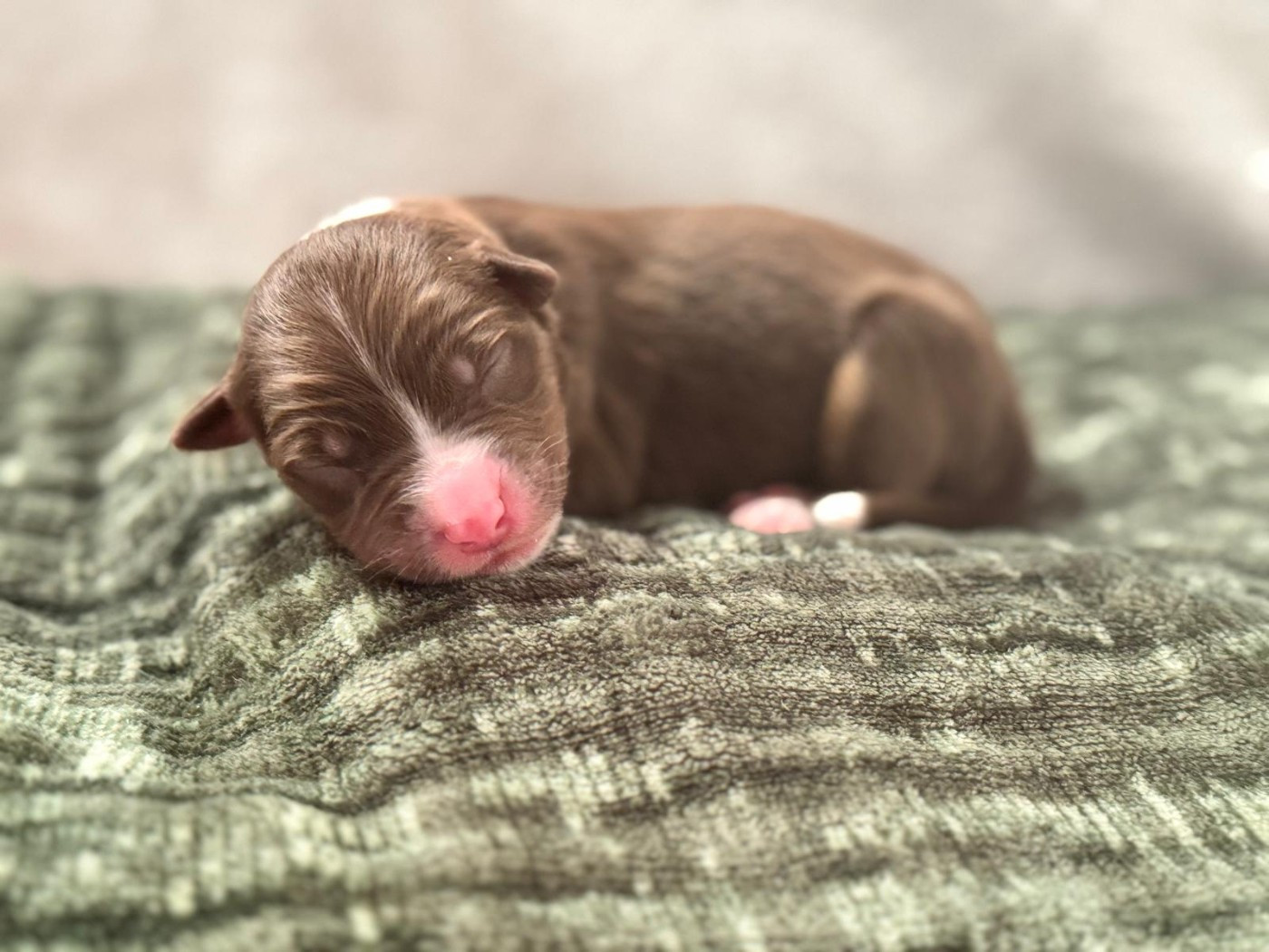 Sur Les Traces De Texas - Chiots disponibles - Berger Australien