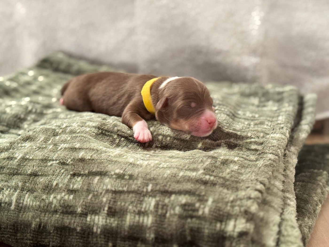 Sur Les Traces De Texas - Chiots disponibles - Berger Australien