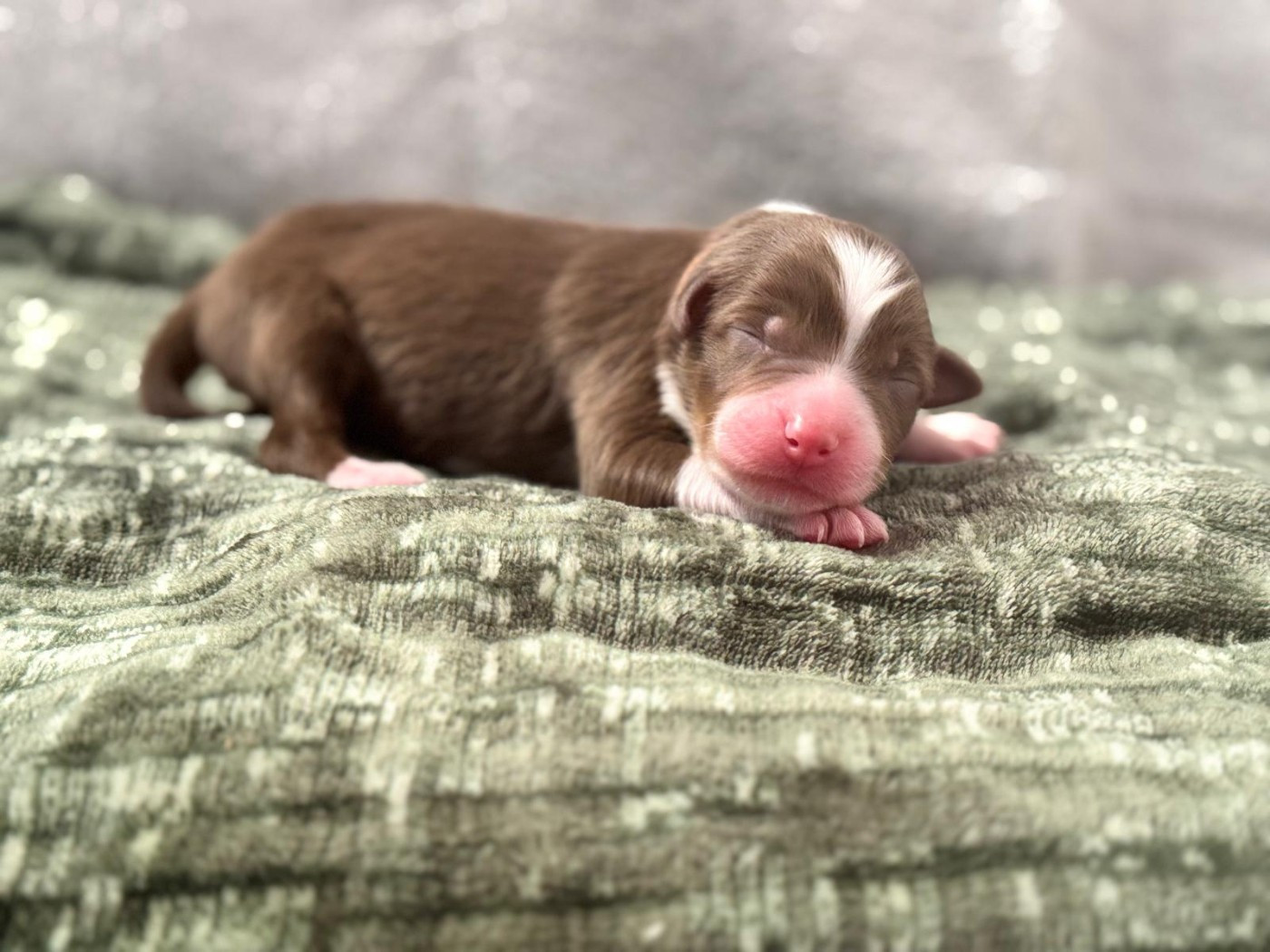 Sur Les Traces De Texas - Chiots disponibles - Berger Australien
