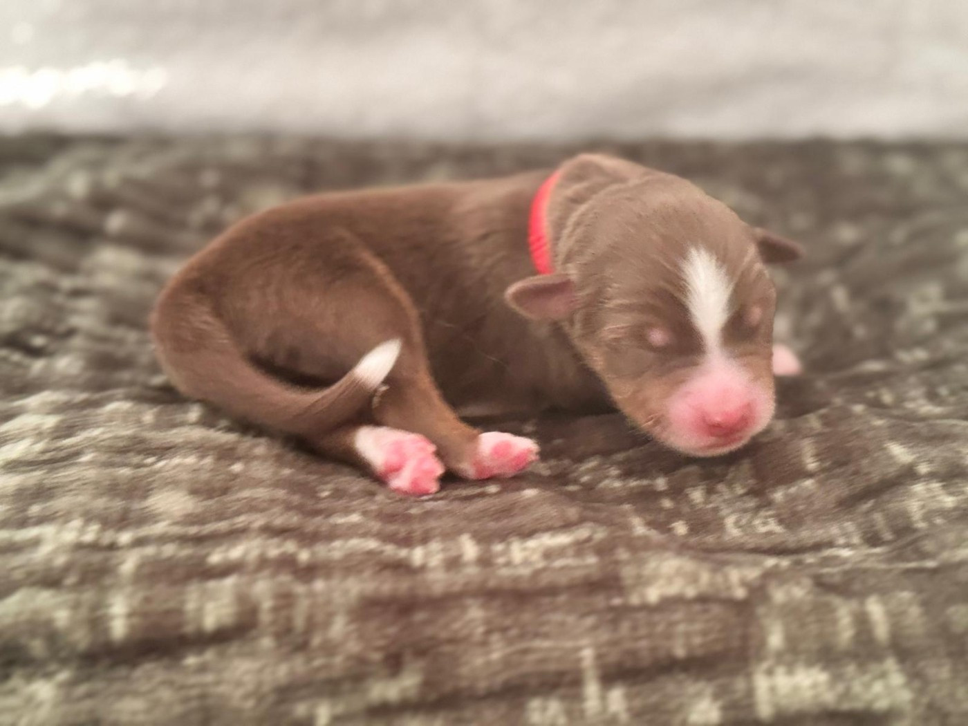 Sur Les Traces De Texas - Chiots disponibles - Berger Australien