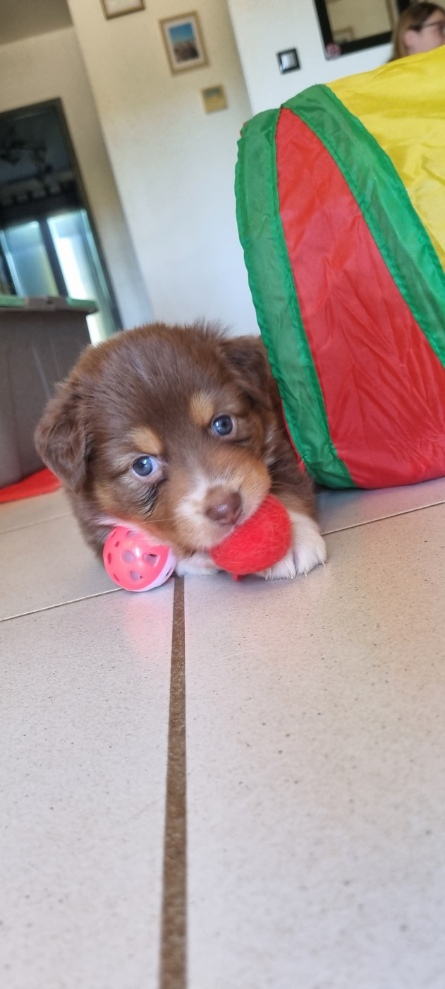Sur Les Traces De Texas - Chiots disponibles - Berger Australien