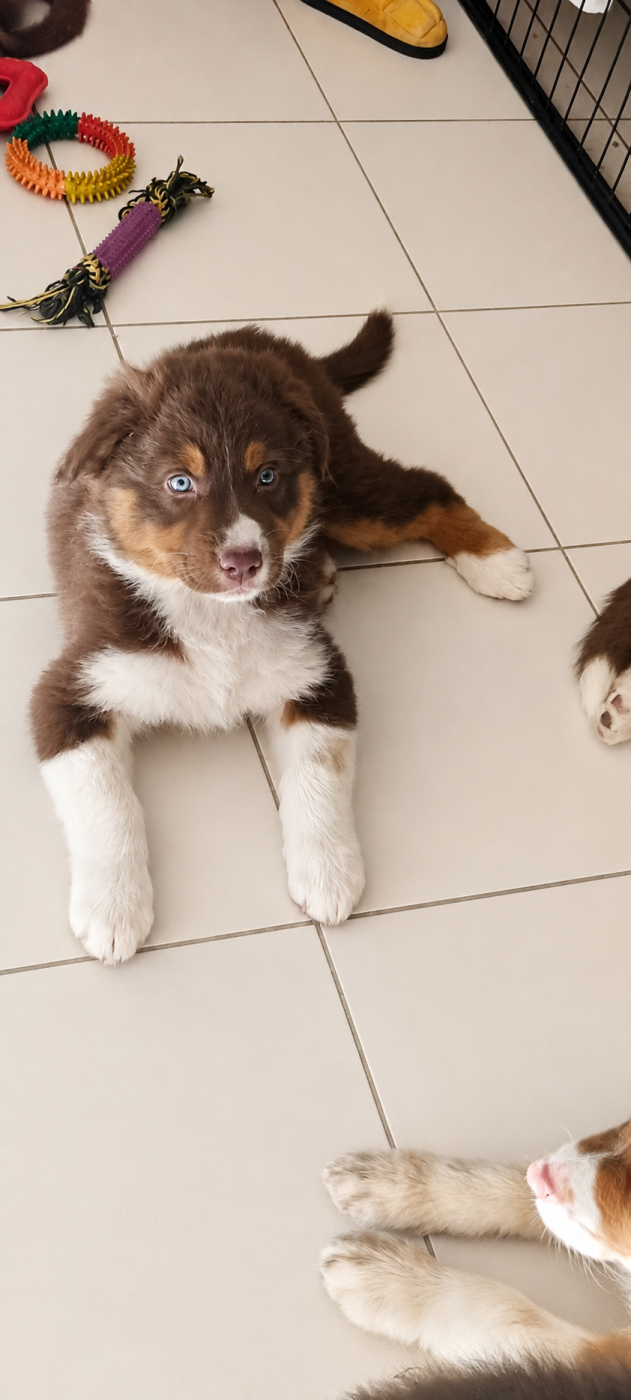 Sur Les Traces De Texas - Chiots disponibles - Berger Australien