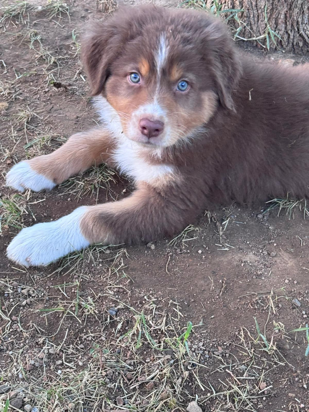 Sur Les Traces De Texas - Chiots disponibles - Berger Australien