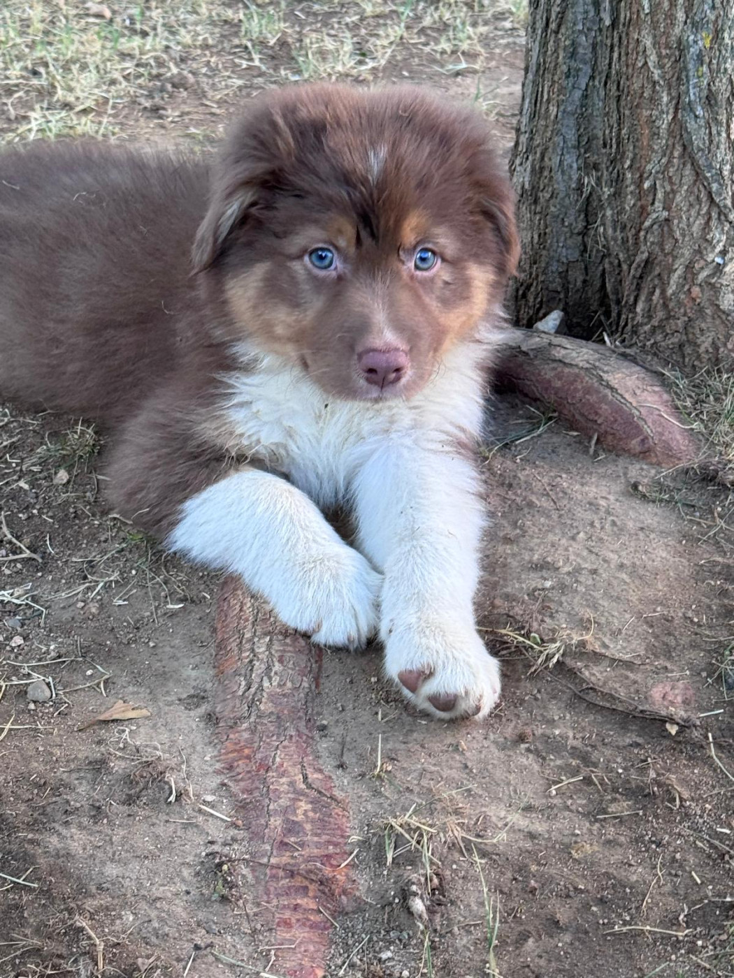 Sur Les Traces De Texas - Chiots disponibles - Berger Australien