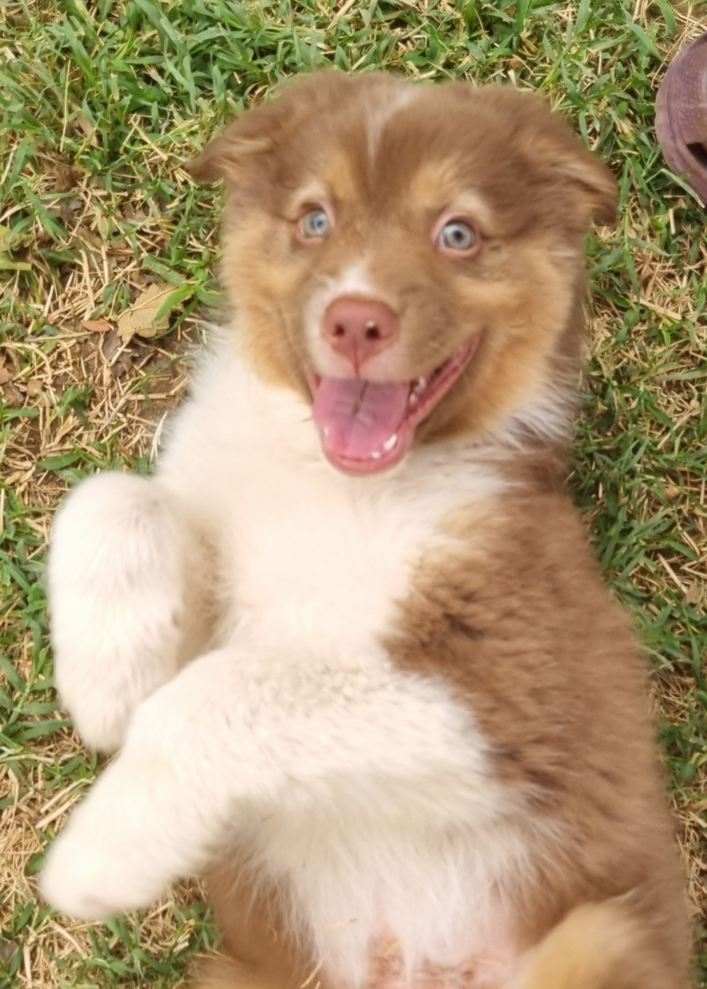 Sur Les Traces De Texas - Chiots disponibles - Berger Australien